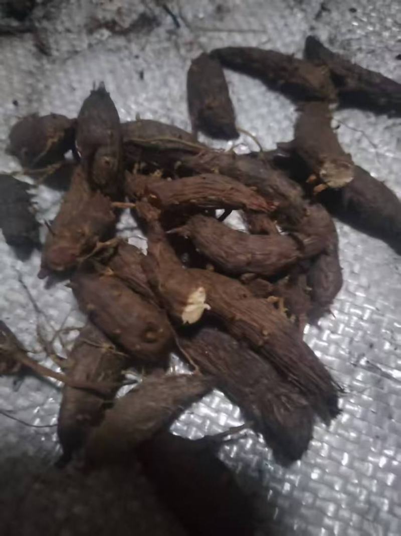 野生香附子干净无渣品质上乘支持视频看货欢迎来电