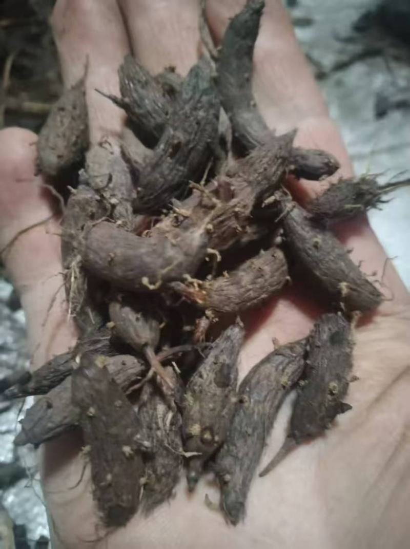 野生香附子干净无渣品质上乘支持视频看货欢迎来电