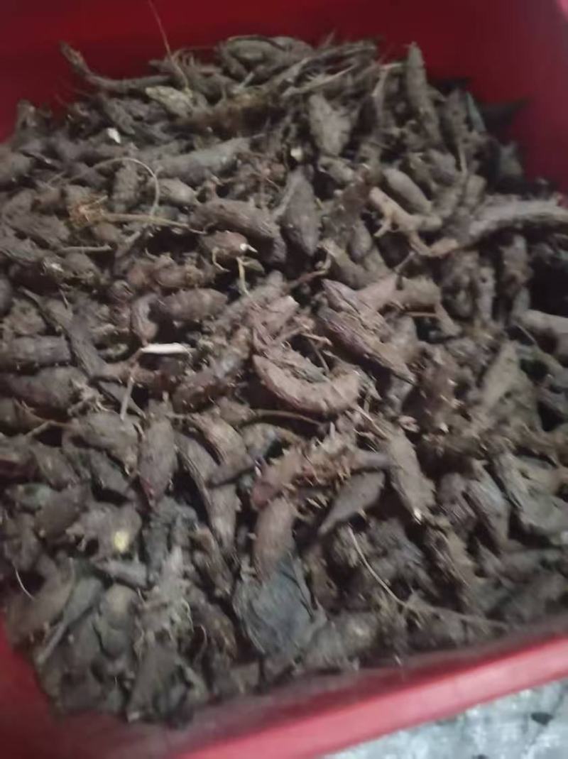 野生香附子干净无渣品质上乘支持视频看货欢迎来电