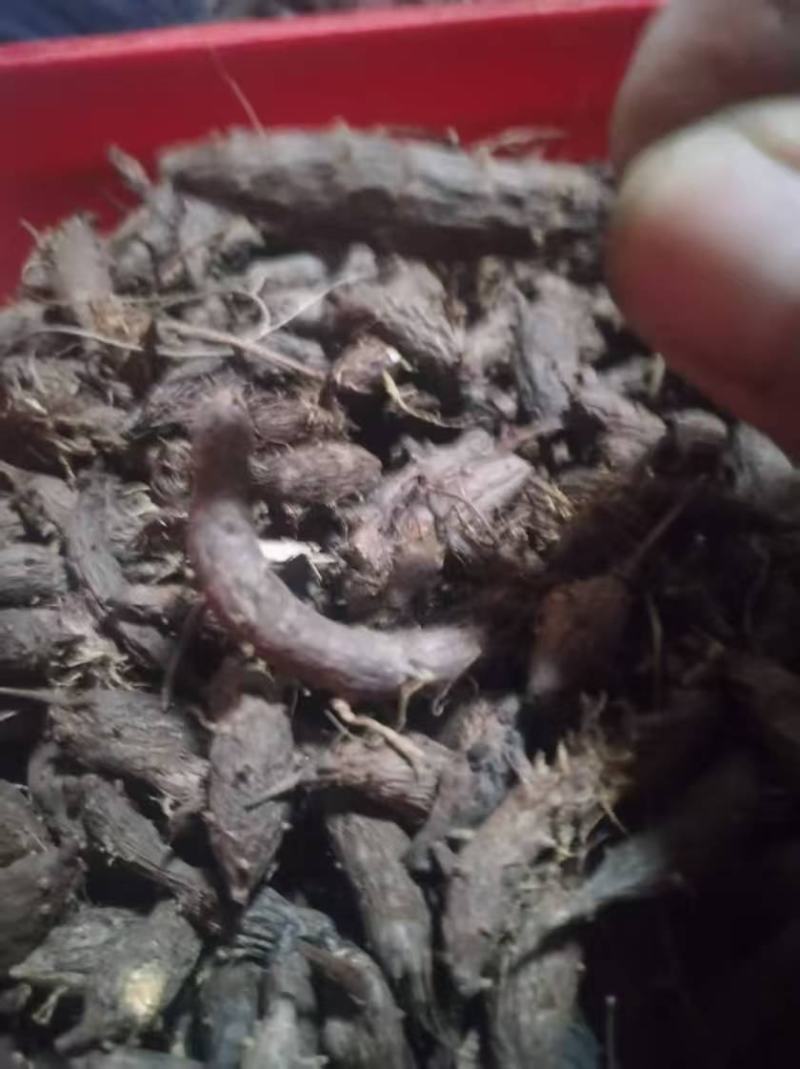 野生香附子干净无渣品质上乘支持视频看货欢迎来电