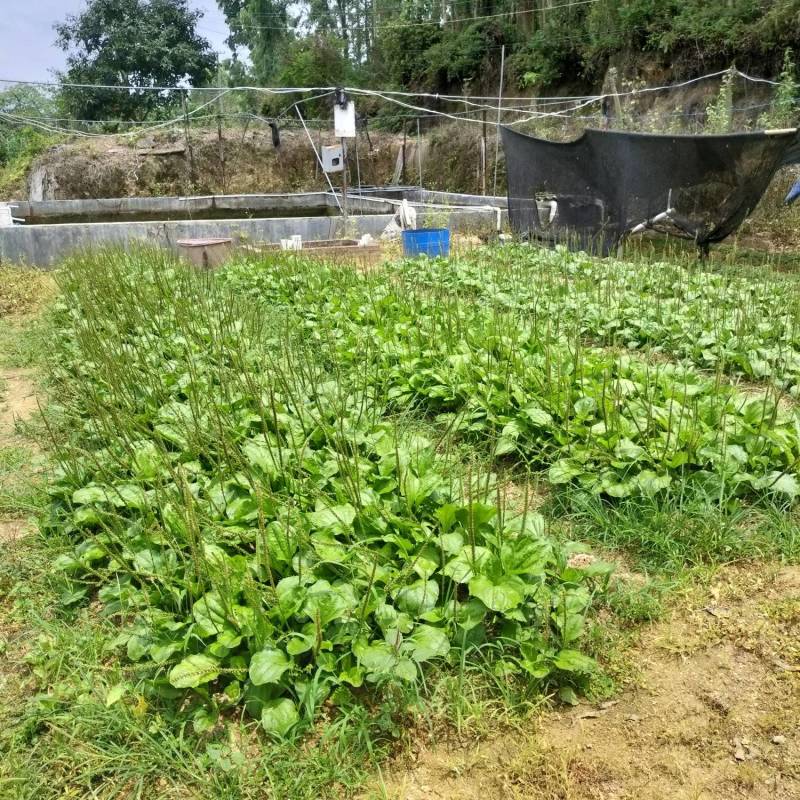 新鲜车前草
