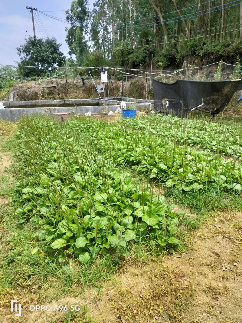新鲜车前草
