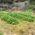 新鲜车前草
