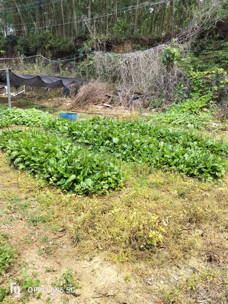 新鲜车前草