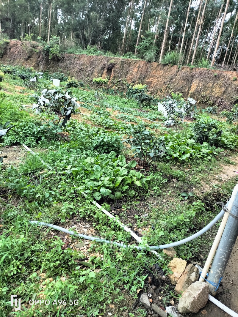 新鲜车前草