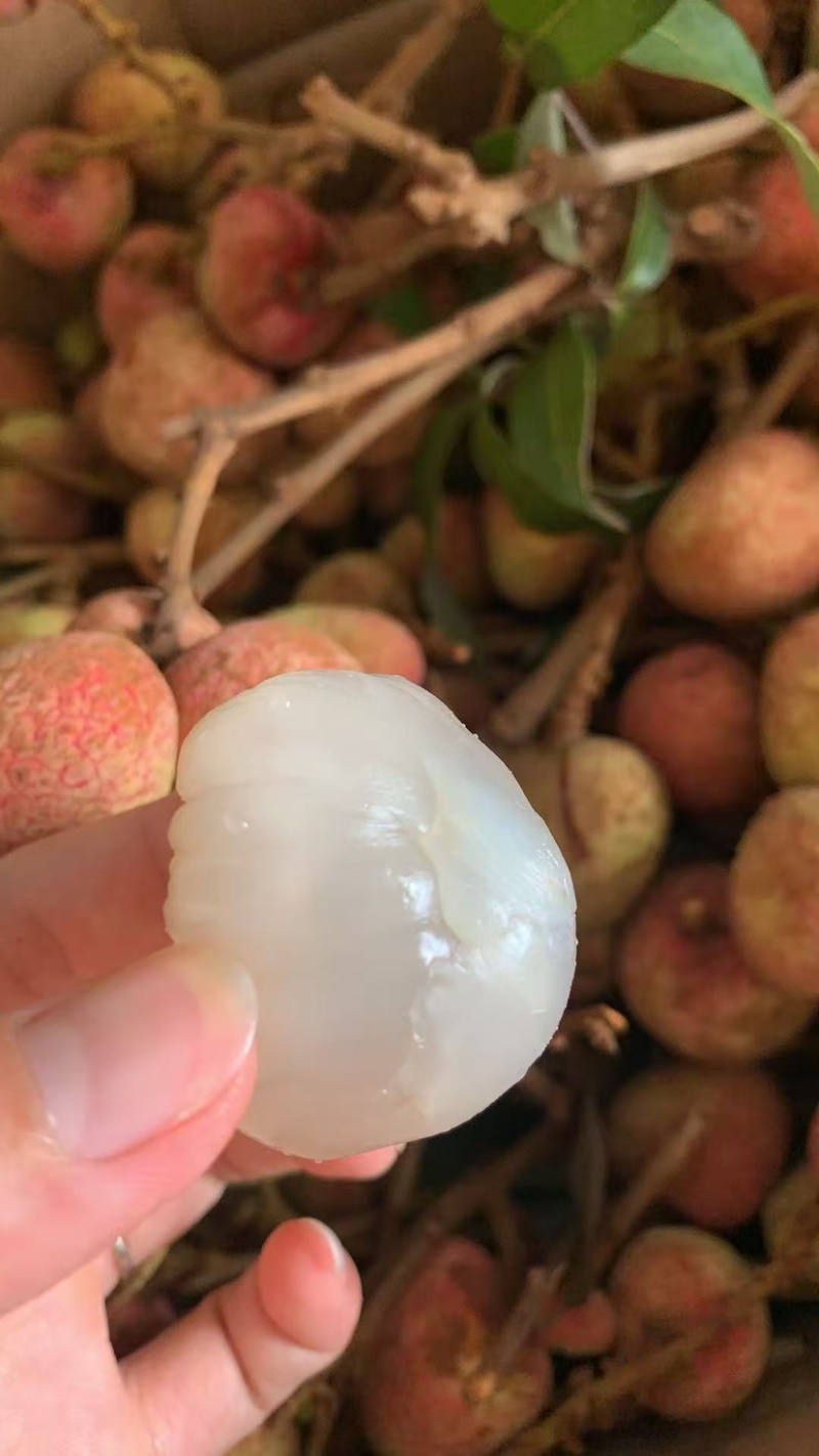 场地直发，一级，精品果，量大协商优惠