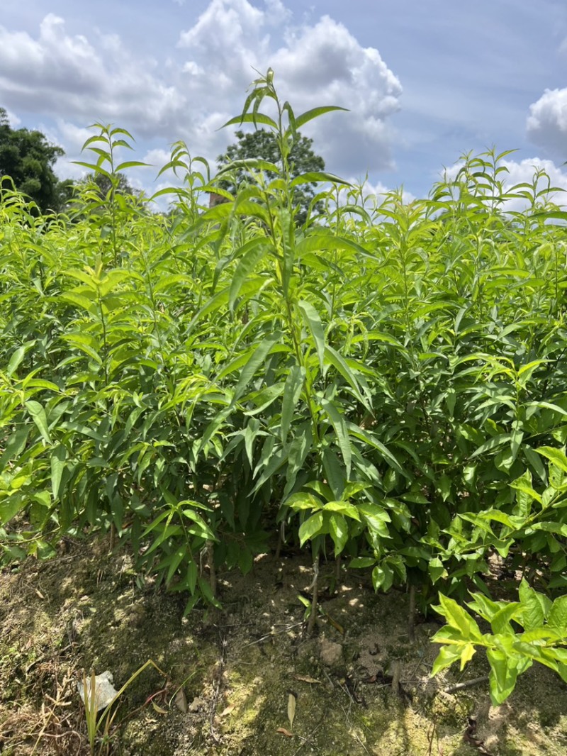 水蜜桃树苗