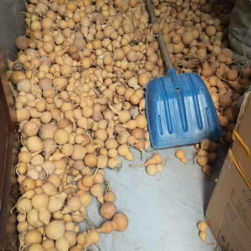 老皮大美果通货【有几万个】库存足，需要的联系