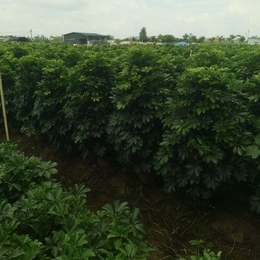 鸭脚木八方来财招财树