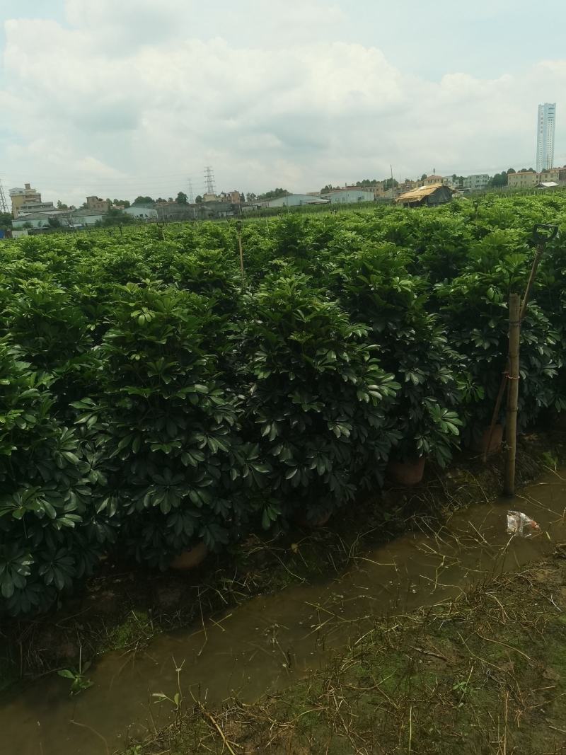 鸭脚木八方来财招财树