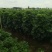 鸭脚木八方来财招财树