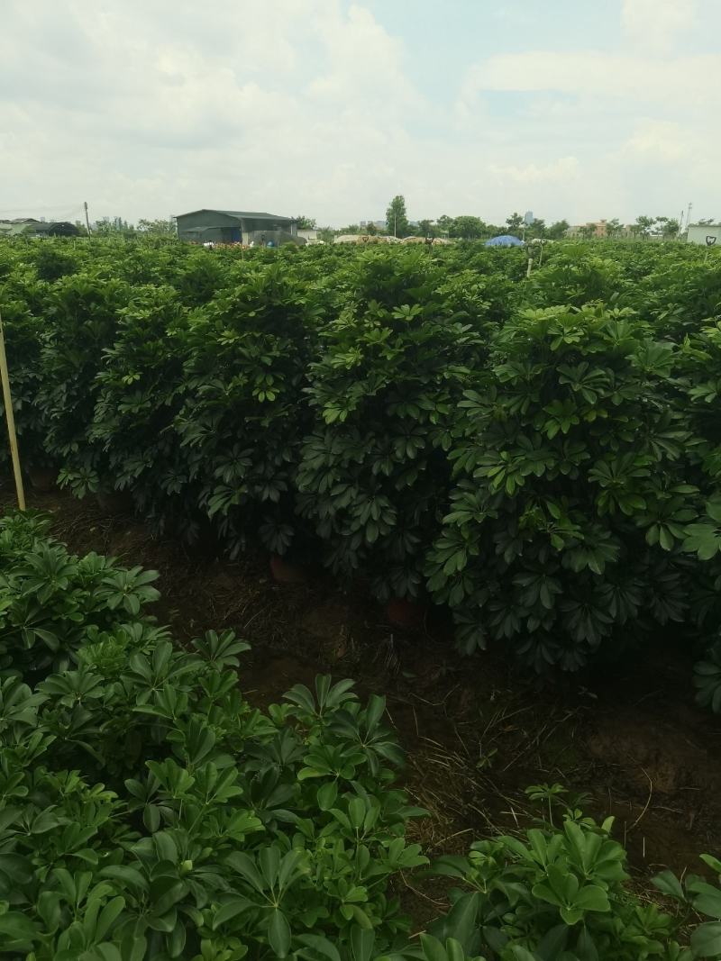鸭脚木八方来财招财树