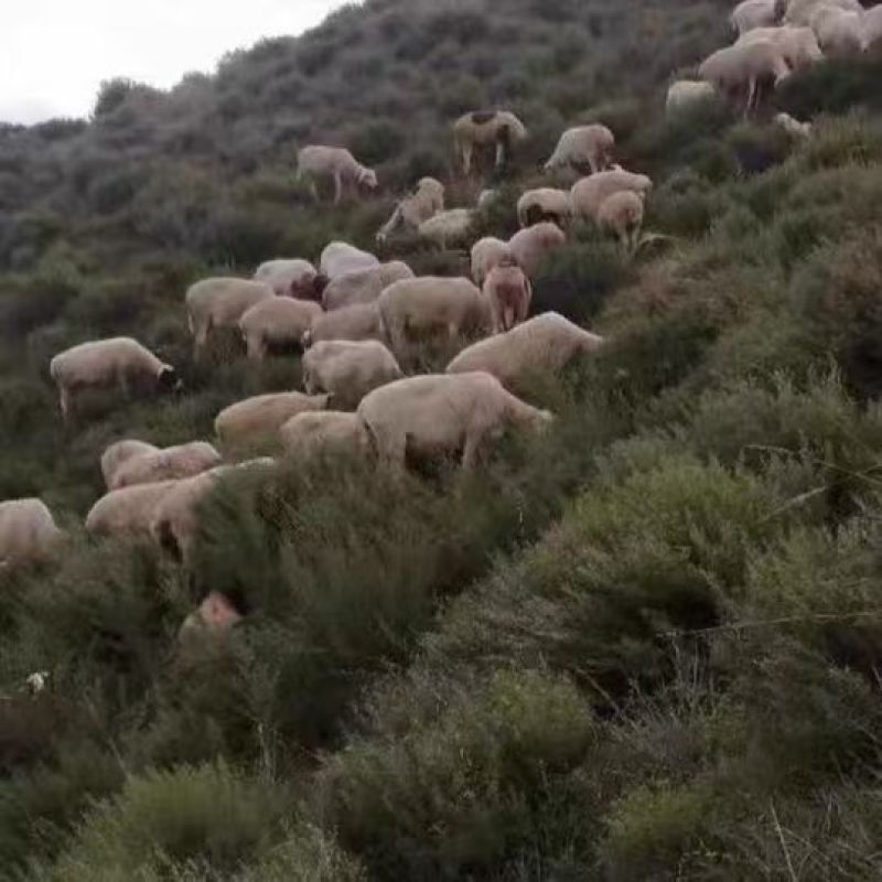 益母草粉猪牛羊鸡狗等家禽畜牧专用