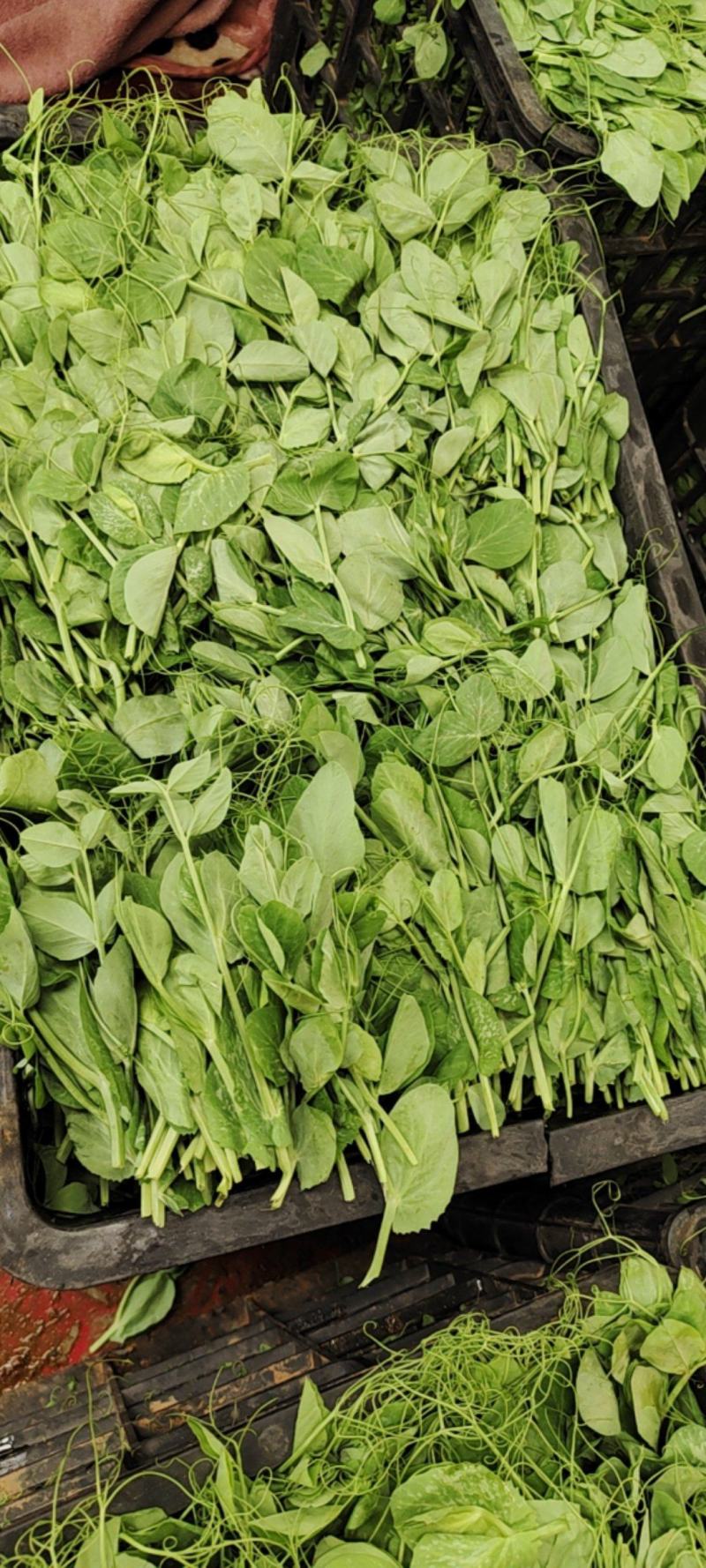 【热卖】贵州豌豆苗豌豆尖新鲜现摘品质保证产地直发