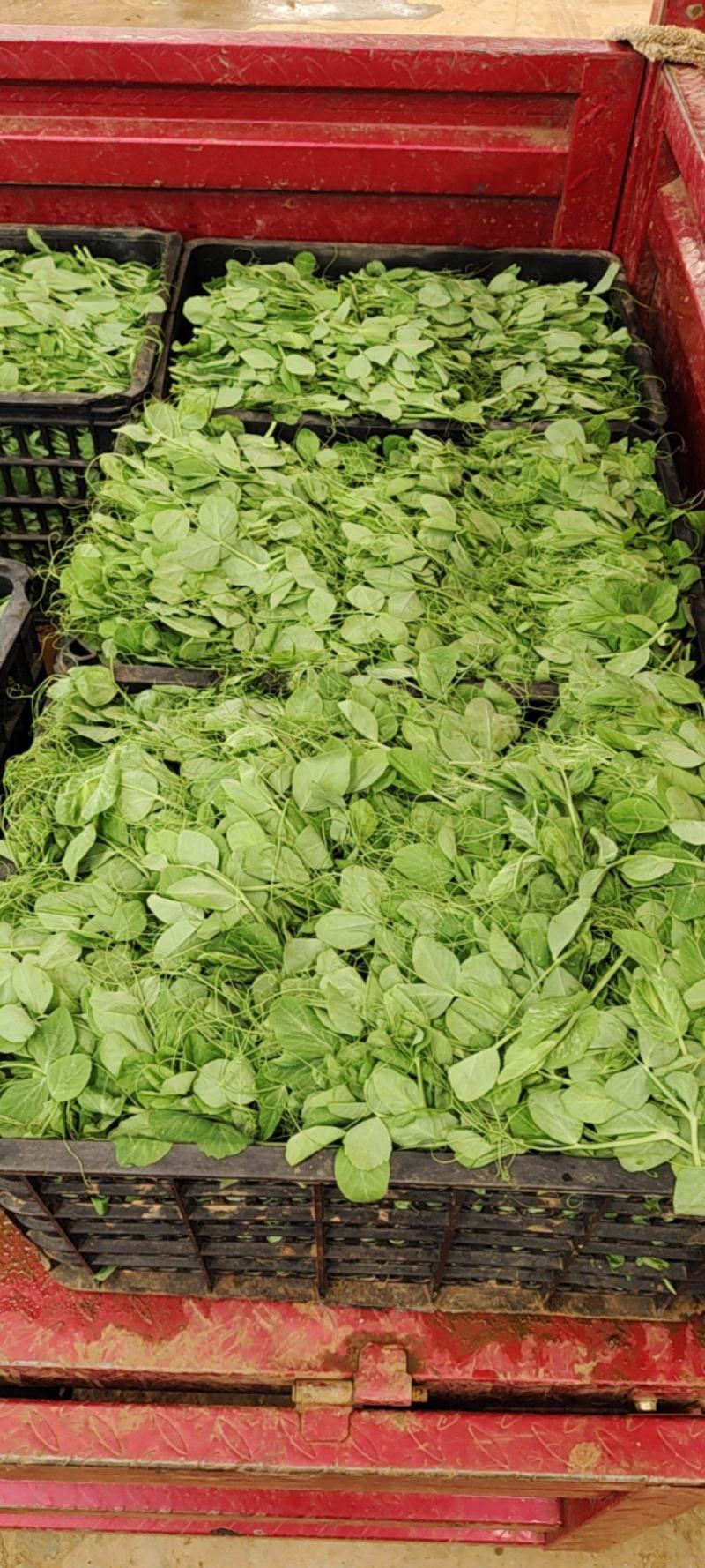 【热卖】贵州豌豆苗豌豆尖新鲜现摘品质保证产地直发