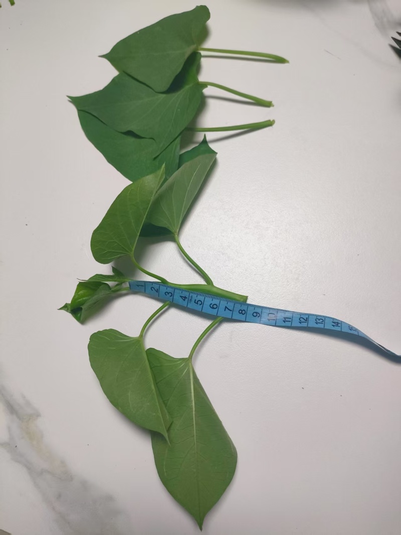 红薯叶，（地瓜叶，番薯叶）