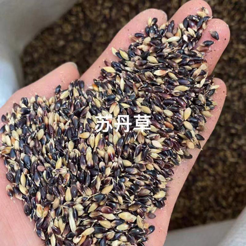 苏丹草种子养鱼专用草种四季高产猪牛羊鱼兔爱吃高蛋白适口性