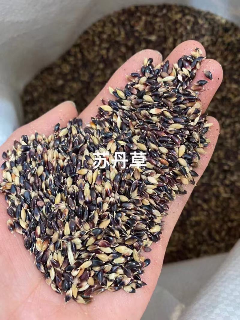 苏丹草种子养鱼专用草种四季高产猪牛羊鱼兔爱吃高蛋白适口性