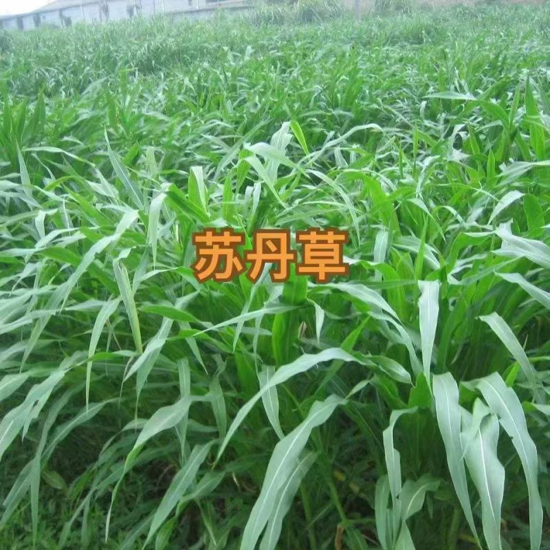 苏丹草种子养鱼专用草种四季高产猪牛羊鱼兔爱吃高蛋白适口性