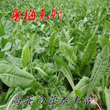 进口鲁梅克斯种子鲁梅种斯种子多年生四季牧草种子鸡鸭鹅