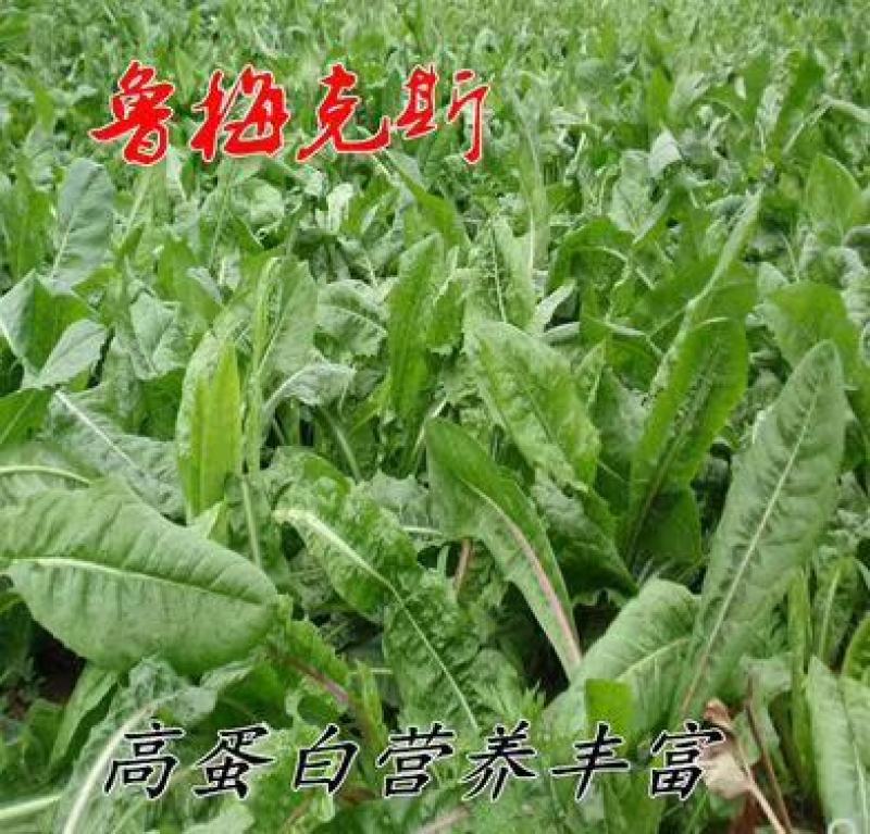 进口鲁梅克斯种子鲁梅种斯种子多年生四季牧草种子鸡鸭鹅