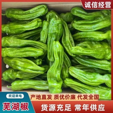 芜湖椒(大皱皮)大量供应需要的老板联系价格实惠