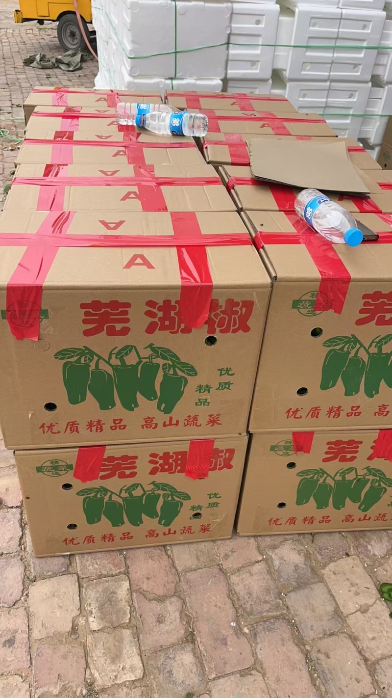 芜湖椒（大皱皮）大量供应需要的老板联系价格实惠