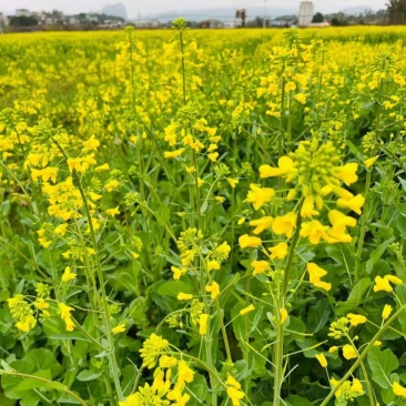 优质油菜籽