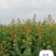 优质油菜籽