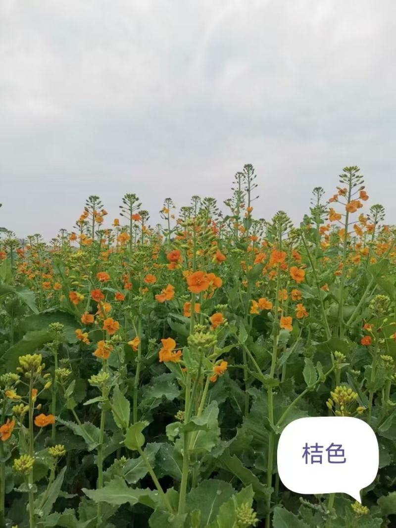 优质油菜籽