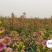 优质油菜籽