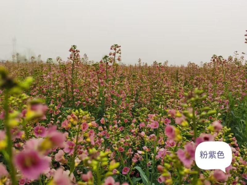 优质油菜籽