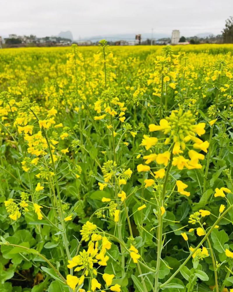优质油菜籽