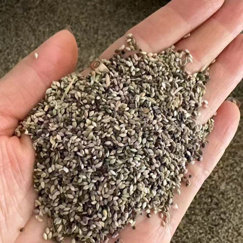 狗尾巴草种子孑野草种杂草种籽狗尾草种耐旱绿化观赏草籽护坡