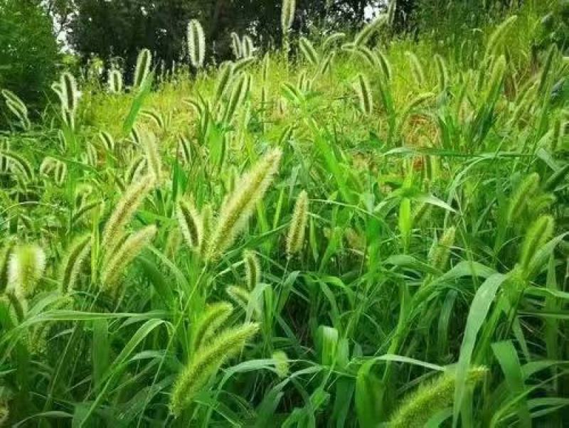 狗尾巴草种子孑野草种杂草种籽狗尾草种耐旱绿化观赏草籽护坡