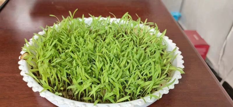 狗尾巴草种子孑野草种杂草种籽狗尾草种耐旱绿化观赏草籽护坡
