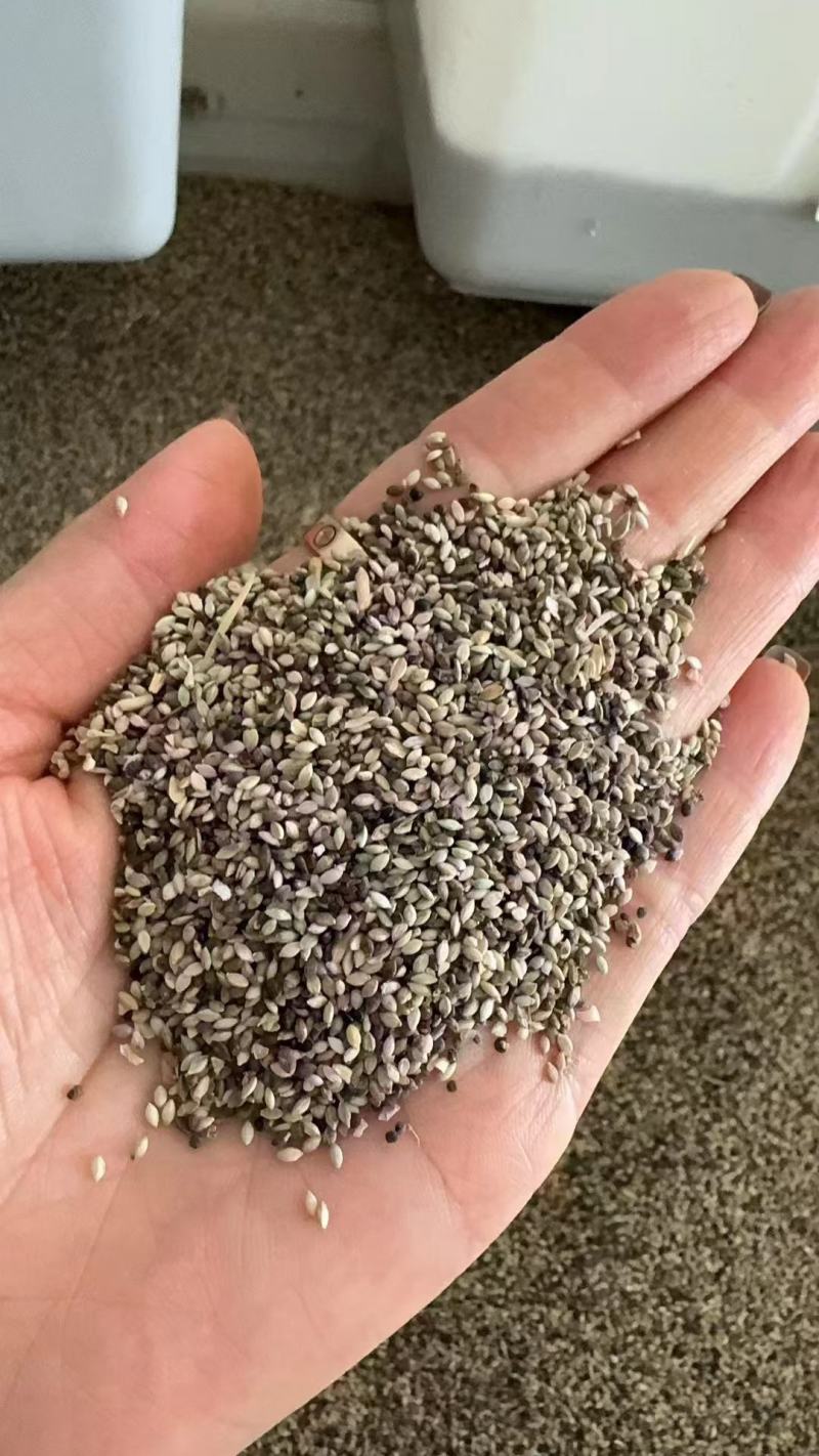 狗尾巴草种子孑野草种杂草种籽狗尾草种耐旱绿化观赏草籽护坡