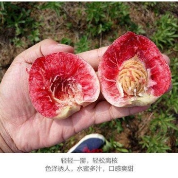湖北正宗老树血桃，脆甜离核，中华胭脂红血桃支持一件代发