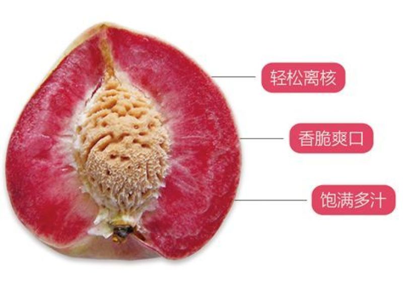 湖北正宗老树血桃，脆甜离核，中华胭脂红血桃支持一件代发