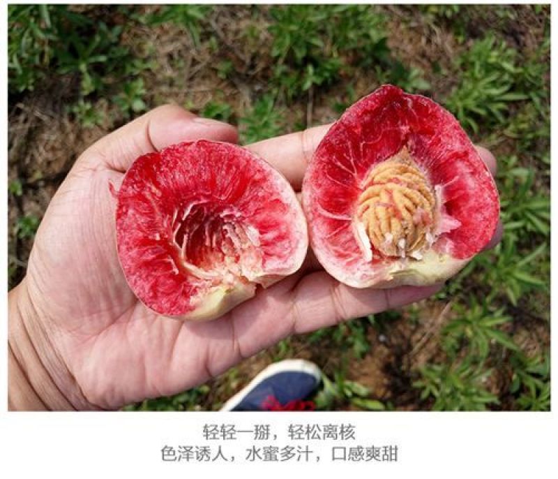 湖北正宗老树血桃，脆甜离核，中华胭脂红血桃支持一件代发