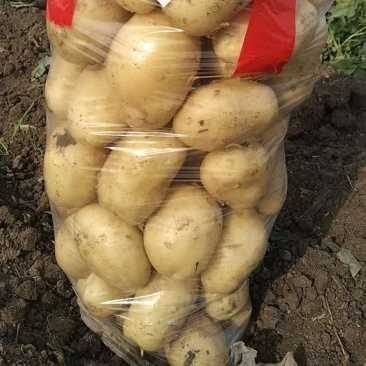 大量土豆上市中，沃土实验一，等等，可视频看货