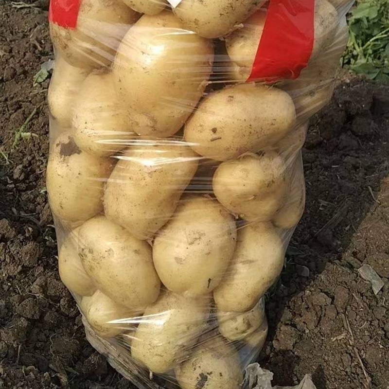 大量土豆上市中，沃土实验一，等等，可视频看货