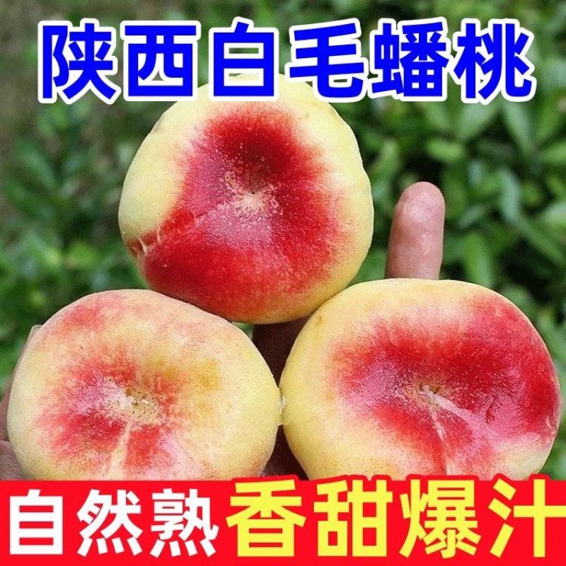 【稀有蟠桃】陕西毛蟠桃新鲜现摘应季水果孕妇王母蟠桃爆甜水蜜桃