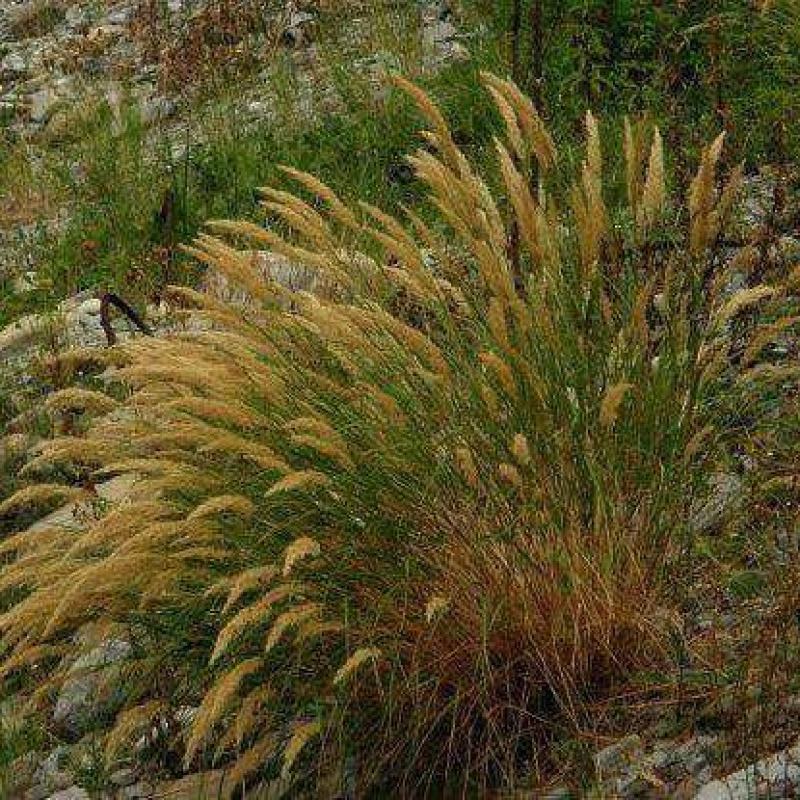 芨芨草籽芨芨草种子牧草水草绿化耐旱防风固沙绿化耐盐碱量大