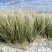 芨芨草籽芨芨草种子牧草水草绿化耐旱防风固沙绿化耐盐碱量大