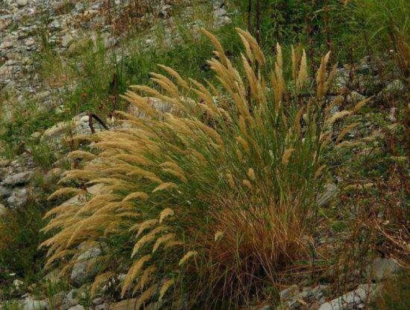 芨芨草籽芨芨草种子牧草水草绿化耐旱防风固沙绿化耐盐碱量大
