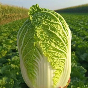 白菜