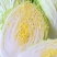 白菜