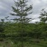 榄仁16公分，苗基地多种规格大量低价出售