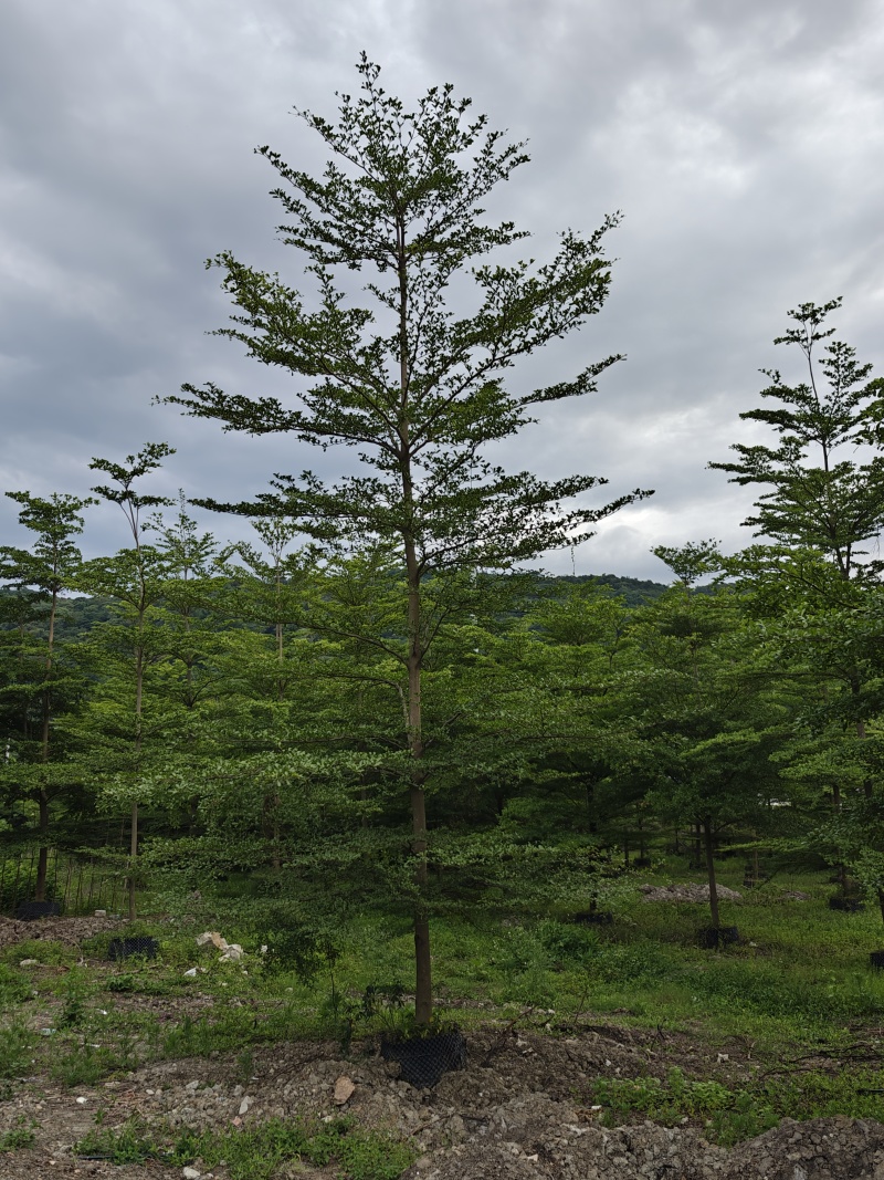 榄仁16公分，苗基地多种规格大量低价出售